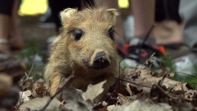 Versíró és rajzpályázatot hirdet az Egererdő Zrt.