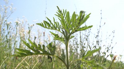 Hamarabb jött a parlagfű szezon