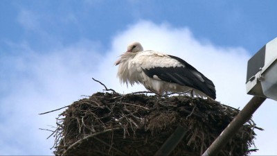 Megérkezett a felnémeti gólya