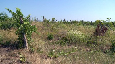 Büntetik a kezeletlen szőlőterületek tulajdonosait