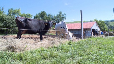 Hamarosan indul a kosárközösség