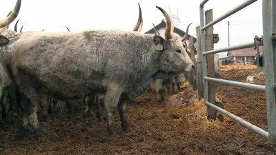 Születnek a borjak, bővül a szürke marha állomány