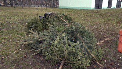 Január 13-án kezdődik a fenyőfák elszállítása