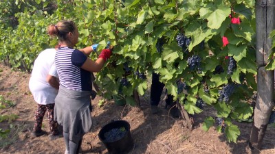 Az aszály miatt kisebb a szőlő létartalma