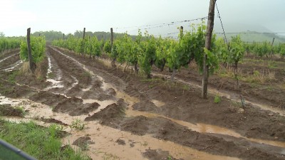 Lassabban fejlődik a szőlő