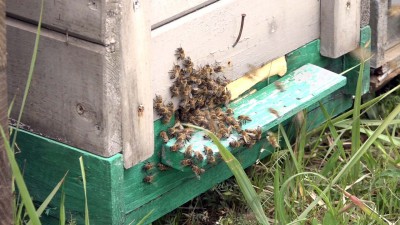 Július 13-tól igényelhető a méhészeti támogatás