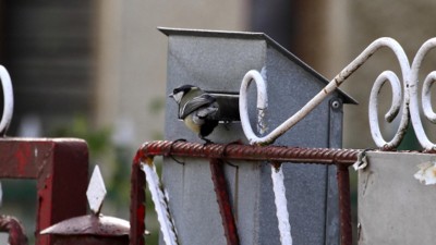 Szokatlan helyeken költenek a széncinegék