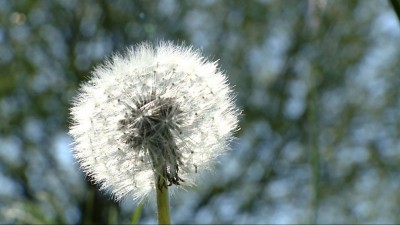 Érdemes időben kezelni az allergiát