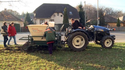 Elültették a jutalom-nárciszokat