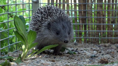 Ébredeznek a sünök: vigyázzunk rájuk!