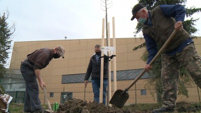 Elkezdődött a tavaszi Településfásítási Program