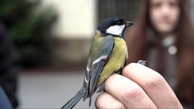 Madarakat gyűrűztek az Érsekkertben