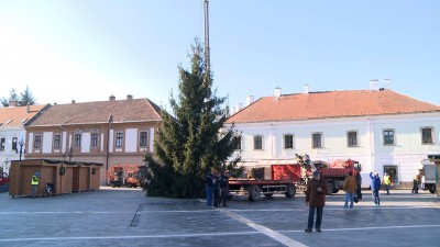 Felállították a fenyőfát