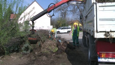 Kezdődik a lombtalanítás