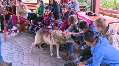 Állatok világnapja farkassal és szarvasokkal